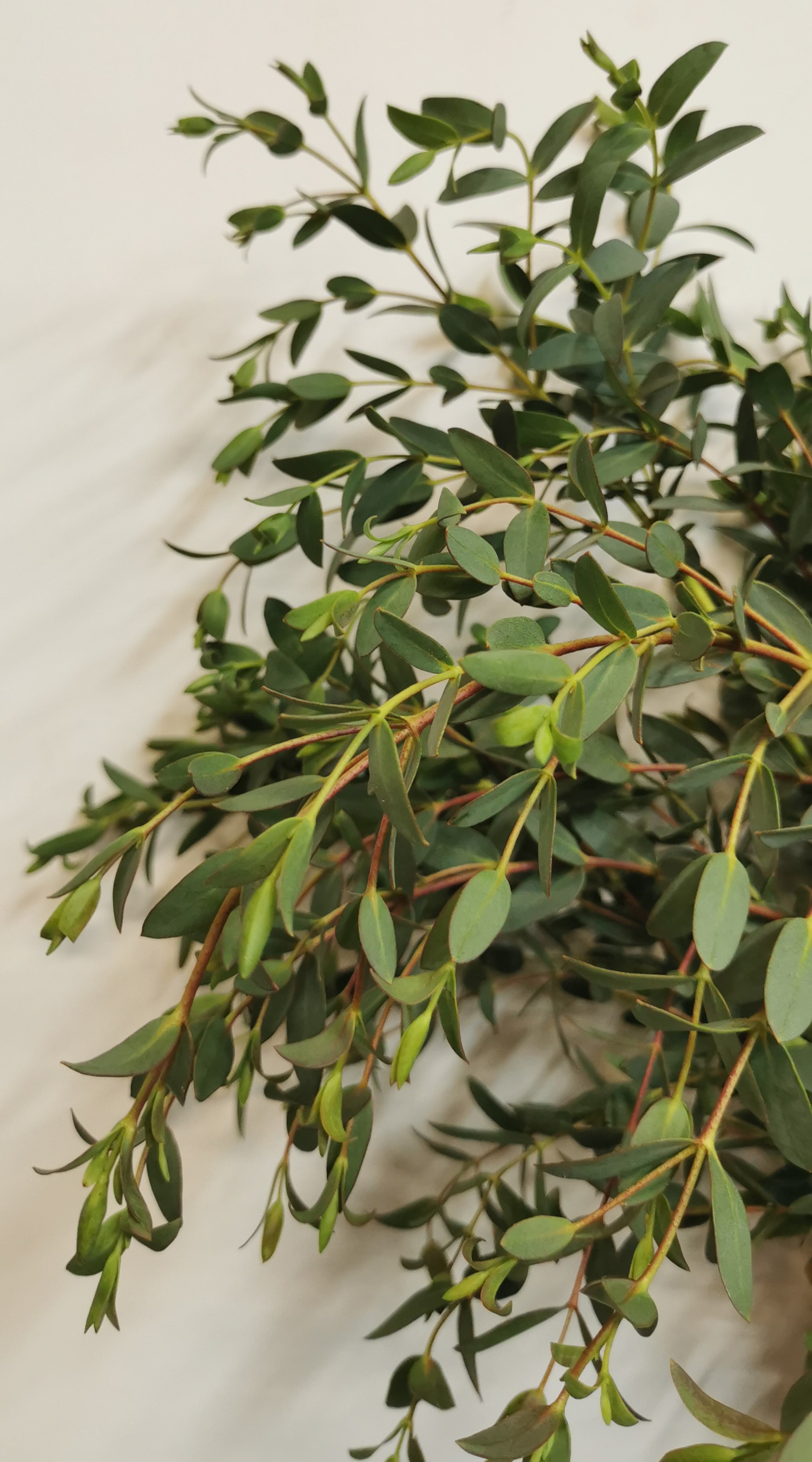 Eucalyptus Parvifolia - Eucalyptus - Greens, Foliages and Branches ...