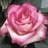 Classic Cezanne - Standard Rose - Roses - Flowers by category | Sierra ...