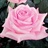 Sweet Akito - Standard Rose - Roses - Flowers by category | Sierra ...