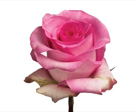 Priceless - Standard Rose - Roses - Flowers by category | Sierra Flower ...