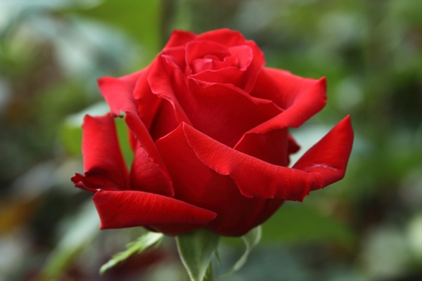 Rose Red France - Standard Rose - Roses - Flowers by category | Sierra ...