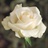 Amelia - Standard Rose - Roses - Flowers by category | Sierra Flower Finder