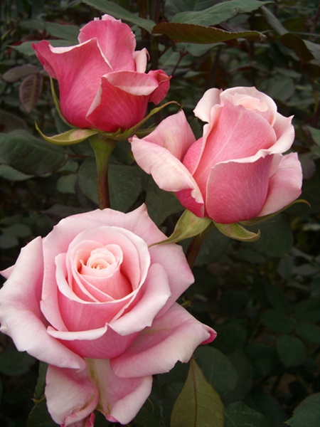 Panama - Standard Rose - Roses - Flowers by category | Sierra Flower Finder