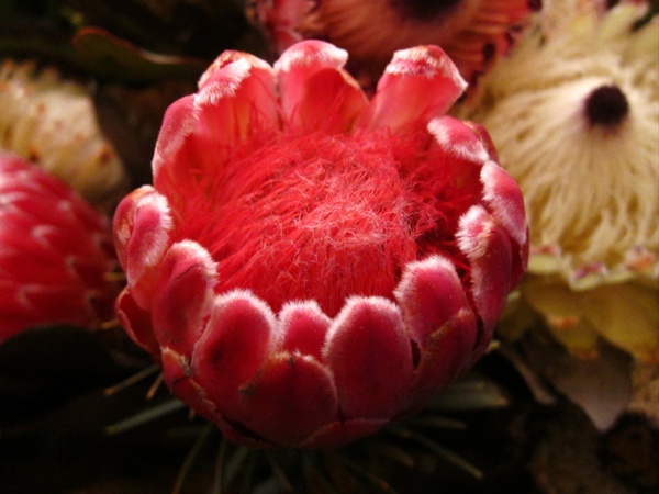 Protea Venus - Protea - Proteas and Leucadendrons - Flowers by category ...