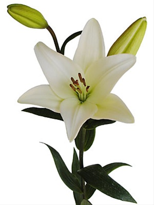 Lily L.A. Bach - L.A. Hybrids - Lilies - Flowers by category | Sierra ...