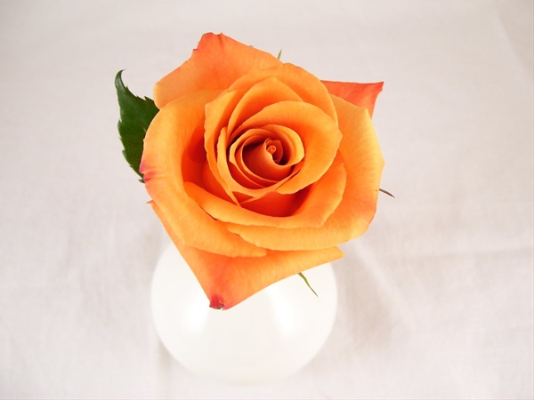 Rose Orange Unique - Rose Standard - Roses - Fleurs par catégorie | Sierra  Flower Finder