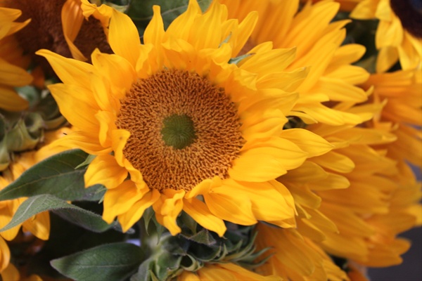 Sunflower Sunrich Gold - Sunflowers - Flowers and Fillers - Flowers by ...