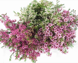 Waxflower Assorted Mix - Waxflower - Flowers and Fillers - Flowers by ...