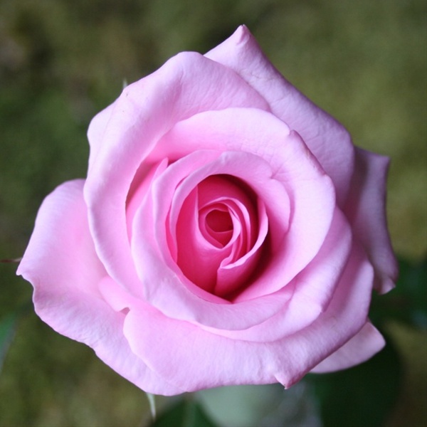 Rose Blushing Akito - Standard Rose - Roses - Flowers by category ...