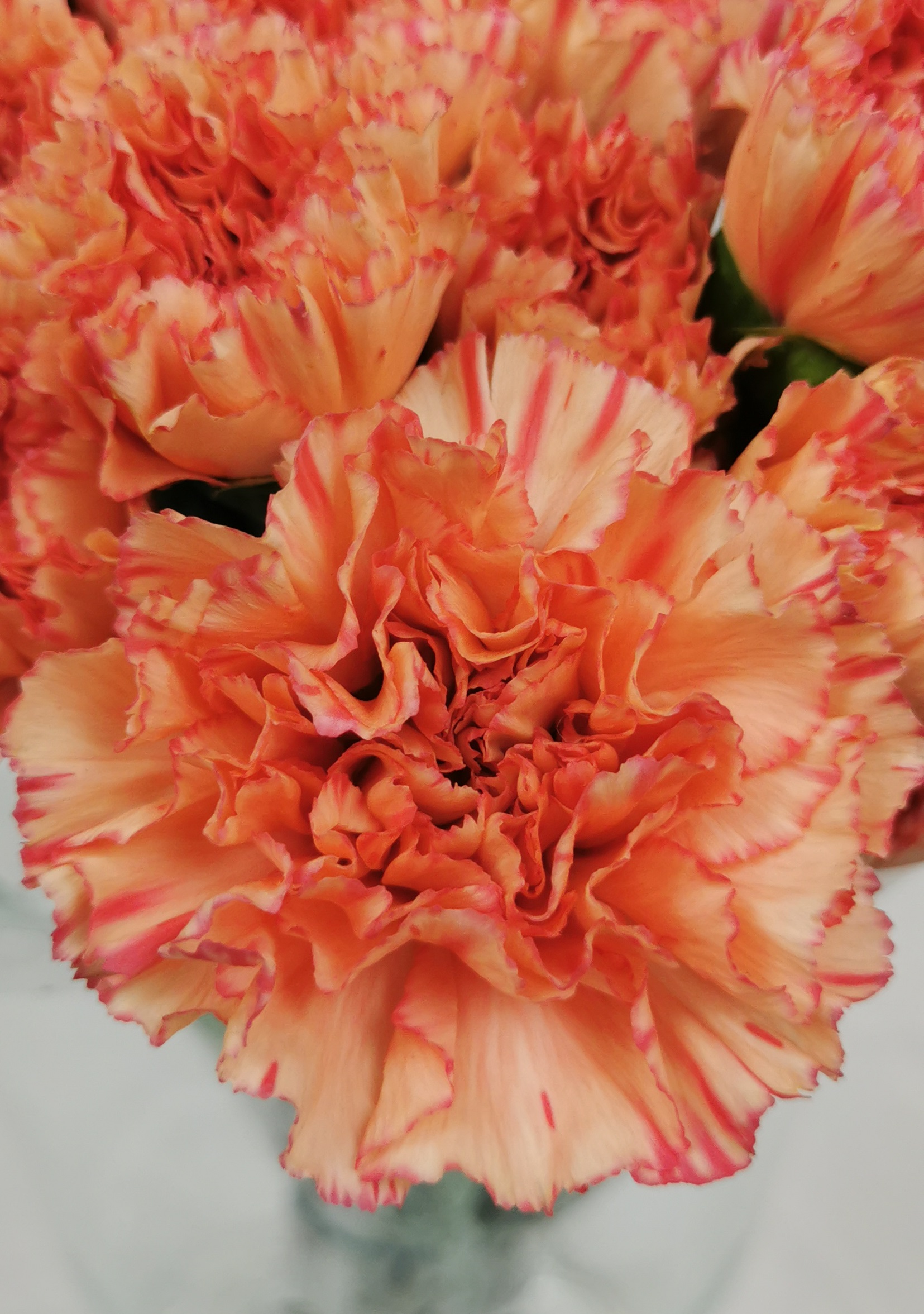 Carnation Lion King - Standard Carnation - Carnations - Flowers by ...