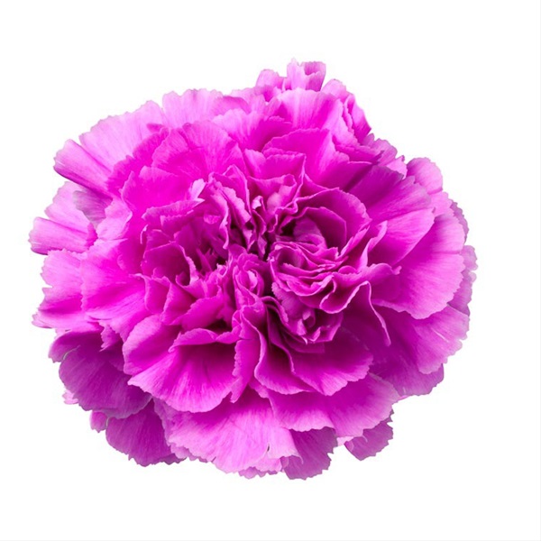 Carnation Farida - Standard Carnation - Carnations - Flowers by ...