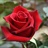 Tinto - Standard Rose - Roses - Flowers by category | Sierra Flower Finder