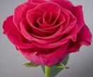 Rose Hot Lady - Standard Rose - Roses - Flowers by category | Sierra ...