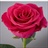 Wild One - Standard Rose - Roses - Flowers by category | Sierra Flower ...