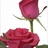 Wild One - Standard Rose - Roses - Flowers by category | Sierra Flower ...