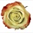 Zazu - Standard Rose - Roses - Flowers by category | Sierra Flower Finder