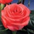 High and Booming - Standard Rose - Roses - Flowers by category | Sierra ...