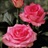 Sweet Unique - Standard Rose - Roses - Flowers by category | Sierra ...