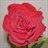 Romeo - Standard Rose - Roses - Flowers by category | Sierra Flower Finder