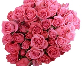Spray Rose Pink Sensation - Spray Rose - Roses - Flowers by category ...