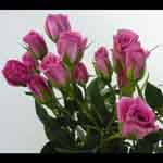 Spray Rose Purple Sky - Spray Rose - Roses - Flowers by category ...