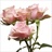 Sweet Sensation - Spray Rose - Roses - Flowers by category | Sierra ...