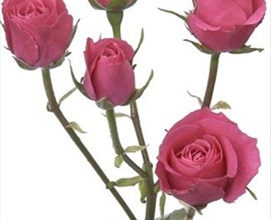 Spray Rose Follies Hot Pink - Spray Rose - Roses - Flowers by category ...