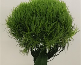 Dianthus Green Ball - Dianthus - Flowers and Fillers - Flowers by ...