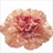 Gioia - Standard Carnation - Carnations - Flowers by category | Sierra ...