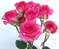 Spray Rose - Roses - Flowers by category | Sierra Flower Finder