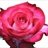 Riviera - Standard Rose - Roses - Flowers by category | Sierra Flower ...