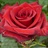 Red Paris - Standard Rose - Roses - Flowers by category | Sierra Flower ...