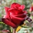 Red Paris - Standard Rose - Roses - Flowers by category | Sierra Flower ...