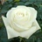 Proud - Standard Rose - Roses - Flowers by category | Sierra Flower Finder