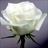 Proud - Standard Rose - Roses - Flowers by category | Sierra Flower Finder