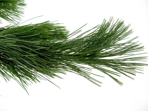Princess Pine - Xmas Greens - Greens, Foliages and Branches - Flowers ...