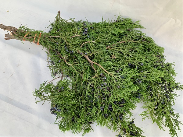 Blueberry Cedar - Xmas Greens - Greens, Foliages and Branches - Flowers ...