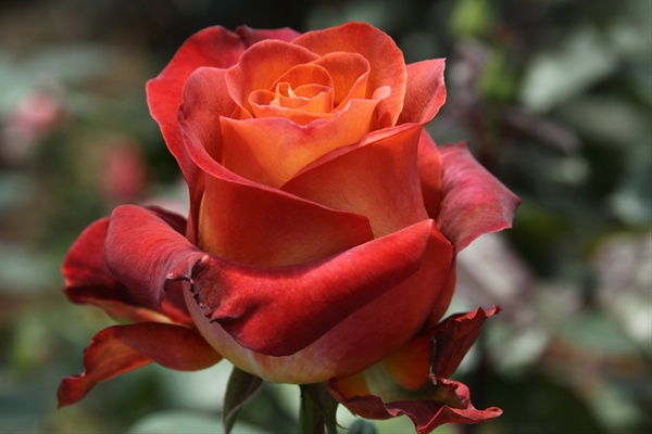 Rose Coffee Break - Standard Rose - Roses - Flowers by category ...