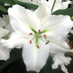 Oriental Lily Rialto - Oriental Hybrid Lilies - Lilies - Flowers by  category | Sierra Flower Finder