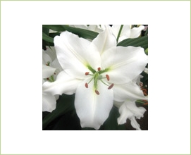 Oriental Lily Rialto - Oriental Hybrid Lilies - Lilies - Flowers by  category | Sierra Flower Finder