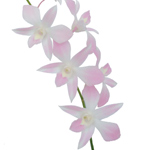 Dendrobium Misteen - Dendrobium - Orchids - Flowers by category ...