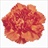 Orange Dandy - Standard Carnation - Carnations - Flowers by category ...
