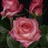 Extreme - Standard Rose - Roses - Flowers by category | Sierra Flower ...