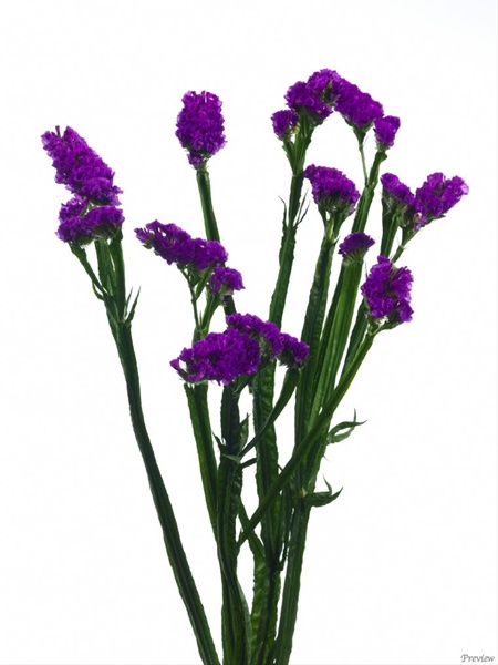 Statice T-Culture Purple Era - Sinuata (Statice) - Limonium - Flowers ...