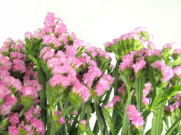 Statice T-Culture Pink - Sinuata (Statice) - Limonium - Flowers by ...