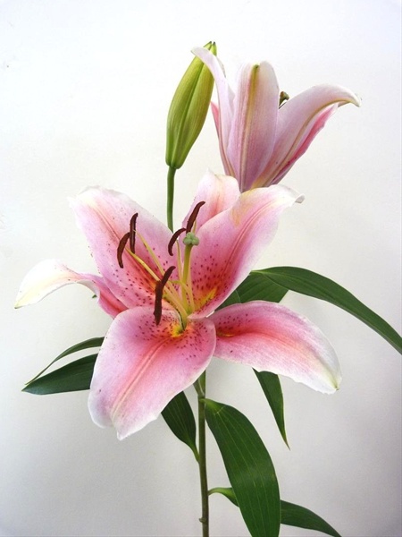 Oriental Lily Tiber - Oriental Hybrid Lilies - Lilies - Flowers by category  | Sierra Flower Finder