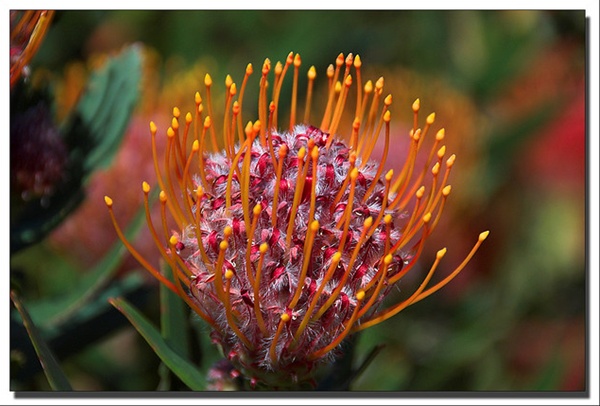 Scarlet Ribbon - Pincushion - Proteas and Leucadendrons - Flowers by ...