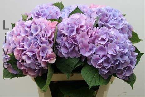 Hydrangea Dutch Marsepein Blue - Hydrangea - Flowers and Fillers ...