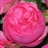 Pink Piano - Garden Rose - Roses - Flowers by category | Sierra Flower ...