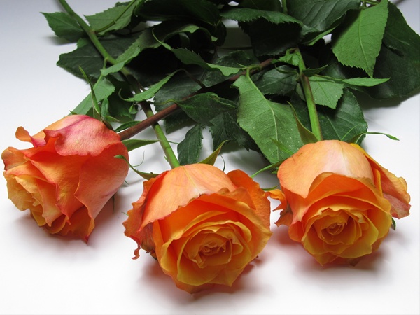 Rose Twilight - Standard Rose - Roses - Flowers by category | Sierra ...